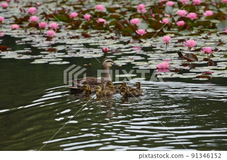 kalgamo的父母和孩子 91346152