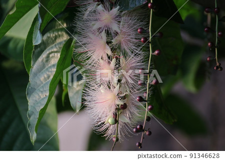 Sagaribana Sagaribana 91346628