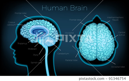 Human Brain Poster 91346754