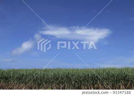 Sugar cane field (Kyan, Itoman City, end of June) Sugar cane field (Kyan, Itoman City, end of June) 91347188