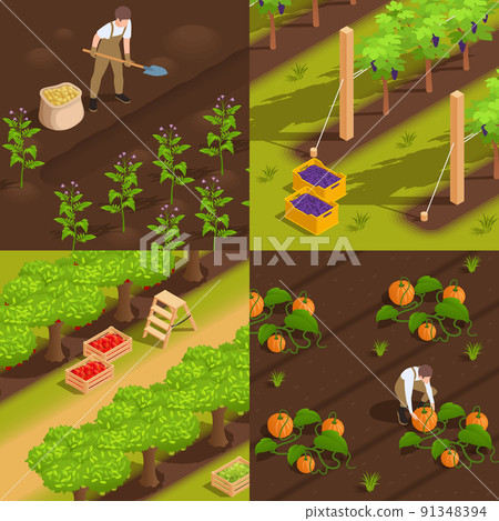 Farm Harvesting Isometric Concept 91348394