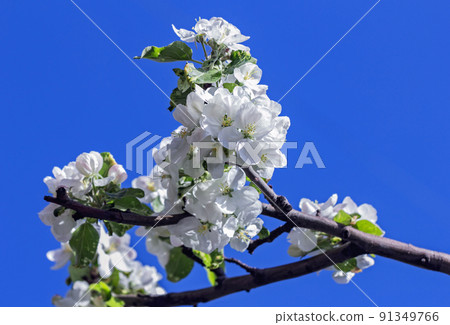 Blooming branch of white apple tree Blooming branch of white apple tree 91349766