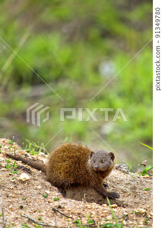 Dwarf mongoose, Kruger National Park, South Africa Dwarf mongoose, Kruger National Park, South Africa 91349780