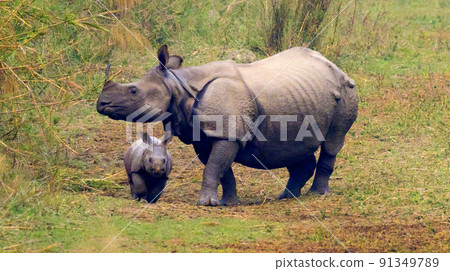 Greater One-horned Rhinoceros, Royal Bardia National Park, Nepal Greater One-horned Rhinoceros, Royal Bardia National Park, Nepal 91349789