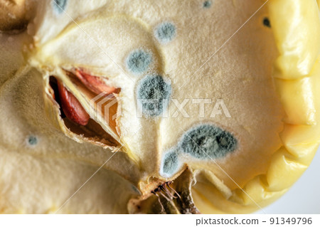 Real mold on half apple Real mold on half apple 91349796