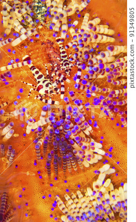 Coleman Shrimp, Sea Urchin, Lembeh, Indonesia Coleman Shrimp, Sea Urchin, Lembeh, Indonesia 91349805