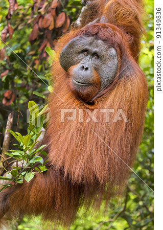 Orangutan, Tanjung Puting National Park, Borneo Orangutan, Tanjung Puting National Park, Borneo 91349836
