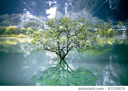 Symbol tree of "submerged forest of Lake Shirakawa" in April (Iide Town, Yamagata Prefecture) 91350819