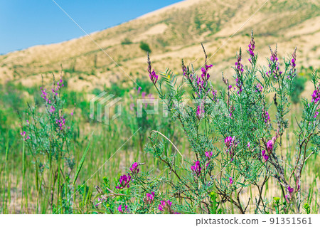 purple astragalus flowers in blooming spring desert, Sarykum sand dune purple astragalus flowers in blooming spring desert, Sarykum sand dune 91351561