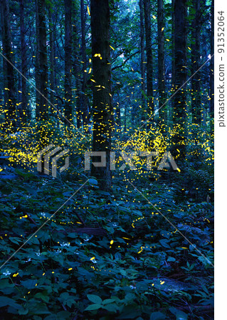 Flying hotaria parvula 91352064