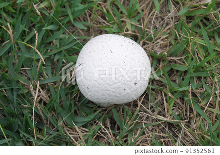 Onyxesbe 91352561