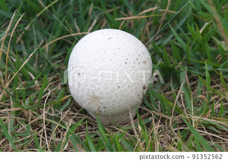 Onyxesbe 91352562