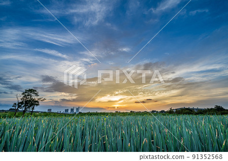 “埼玉縣”水沼稻田夜景和蔥田 91352568