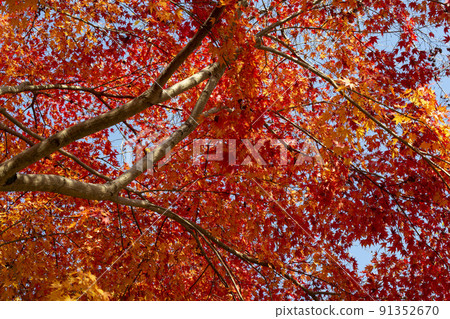 Kaede dyed in crimson 91352670