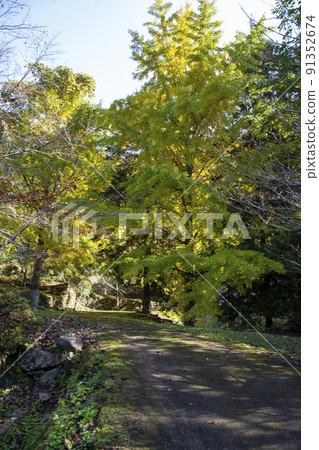 Ginkgo Ginkgo 91352674