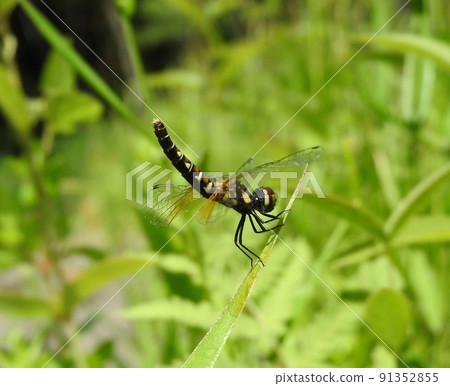 The World'S Smallest Dragonfly "Scarlet Dwarf. - Stock Photo.