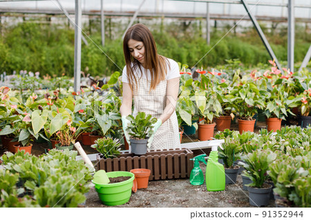 A young woman transplants plants and takes care of flowerpots in a greenhouse. The concept of growing plants. Home gardening, love of plants and care. Small business. A young woman transplants plants and takes care of flowerpots in a greenhouse. The concept of growing plants. Home gardening, love of plants and care. Small business. 91352944