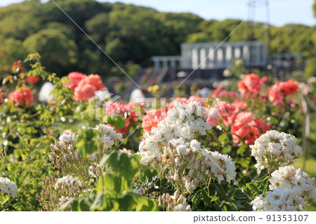 Suma Rikyu公園 91353107