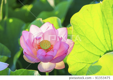 二見菖蒲浪漫之森:晨霧中盛開的哈斯 二見菖蒲浪漫之森:晨霧中盛開的哈斯 91353475