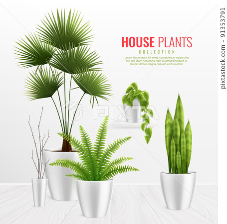 House Plants In Pot Composition Realistic Concept House Plants In Pot Composition Realistic Concept 91353791