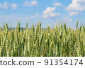 View of a cereal field with wheat ears under a summer blue sky 91354174