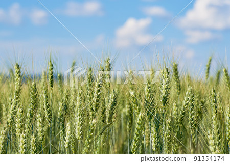View of a cereal field with wheat ears under a summer blue sky 91354174