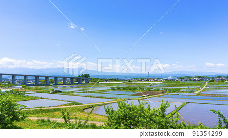 Summer blue sky and countryside rice field landscape 91354299