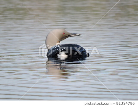 Gavia arctica Gavia arctica 91354796