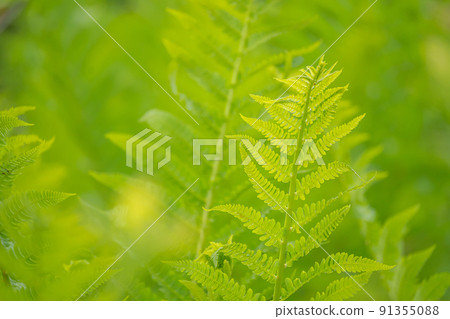 Yamadori春天 91355088