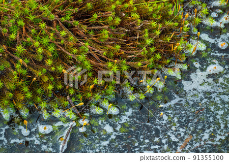 Raised bog sugi moss 91355100