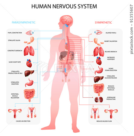 Nervous System Realistic Chart Nervous System Realistic Chart 91355607