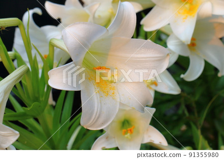 Easter lily lily Easter lily lily 91355980