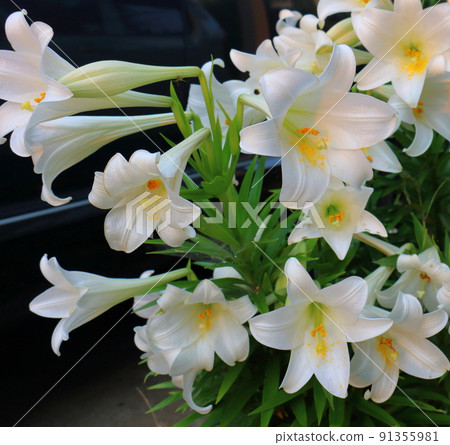Easter lily lily Easter lily lily 91355981
