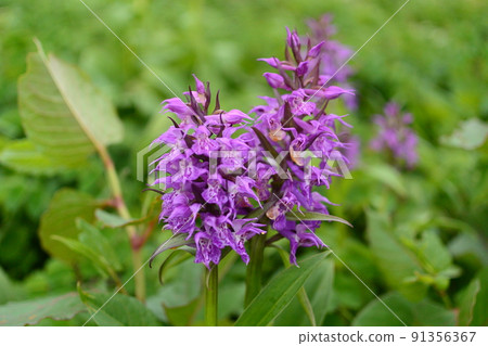 Hakusan Chidori 91356367