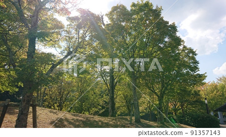 園部公園:京都府南丹市園部町陽光透過樹木的美麗秋景 園部公園:京都府南丹市園部町陽光透過樹木的美麗秋景 91357143