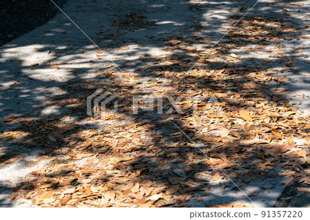 Dead leaves piled up on the road Dead leaves piled up on the road 91357220