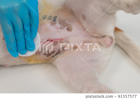 The veterinarian treats the dog's suture after a surgical operation. The veterinarian treats the dog's suture after a surgical operation. 91357577