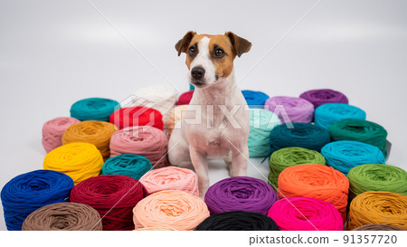 Close-up of Jack Russell Terrier dog among multi-colored cotton skeins. Close-up of Jack Russell Terrier dog among multi-colored cotton skeins. 91357720