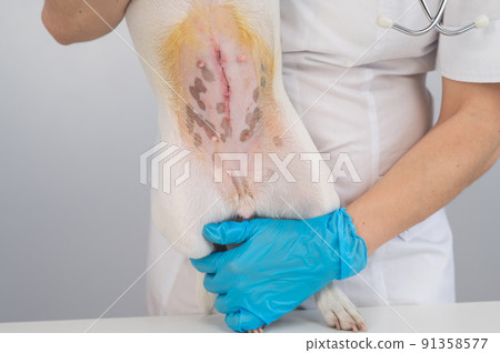 A veterinarian examines a Jack Russell Terrier dog after a surgical operation. 91358577
