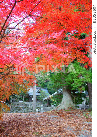 The bright red autumn leaves of Chii Hachiman Shrine (Miyama-cho, Nantan City, Kyoto Prefecture) 91358604