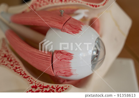 Close-up of an anatomical plastic model of the human eye.  91358613