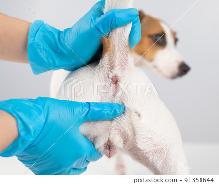 Veterinarian doing a rectal examination to a jack russell terrier dog. Veterinarian doing a rectal examination to a jack russell terrier dog. 91358644