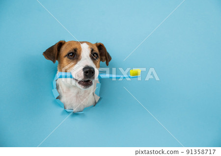 The muzzle of a Jack Russell Terrier sticks out through a hole in a paper blue background and holds an orange toothbrush. 91358717