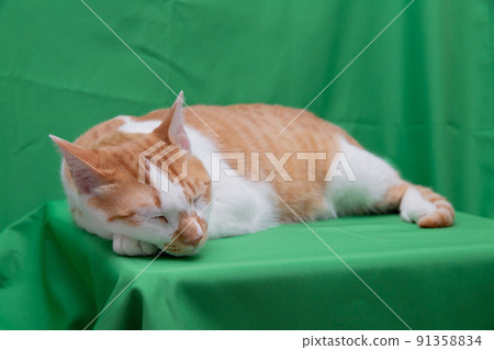 Cats, protected cats, kittens, tea tabby, calico cats 91358834