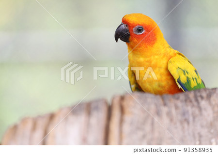 The mini parrot bird on stick tree The mini parrot bird on stick tree 91358935