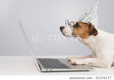 Jack Russell Terrier dog in a tinfoil hat and glasses works at a laptop. Jack Russell Terrier dog in a tinfoil hat and glasses works at a laptop. 91359177