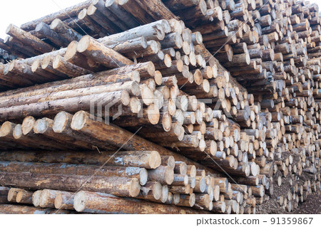 Background of cut pine logs. Vaia storm effects 91359867
