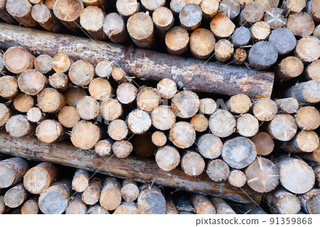 Background of cut pine logs. Vaia storm effects 91359868