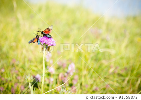 Scarlet tiger moth on clover flower close up. 91359872