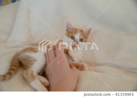 Kittens, protected cats, hybrids, mixes, cute cats Kittens, protected cats, hybrids, mixes, cute cats 91359903